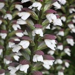 Acanthus Spinosus