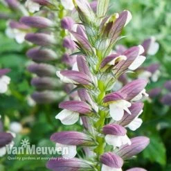 Acanthus Mollis -Fresh Planty Shop ACAN V61154 C