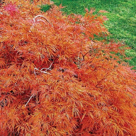 Acer Palmatum Var. Dissectum 'Rubrum' 2 Acer Palmatum Var. Dissectum 'Rubrum' - Image 2