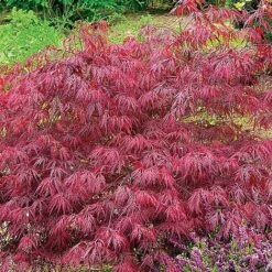 Acer Palmatum Var. Dissectum 'Rubrum' 6 Acer Palmatum Var. Dissectum 'Rubrum' -Fresh Planty Shop ACER V11237 C h