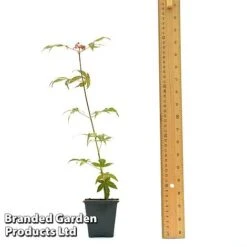 Acer Palmatum 'Atropurpureum' 9 Acer Palmatum 'Atropurpureum' -Fresh Planty Shop ACER ATROPU7CM T44907 A