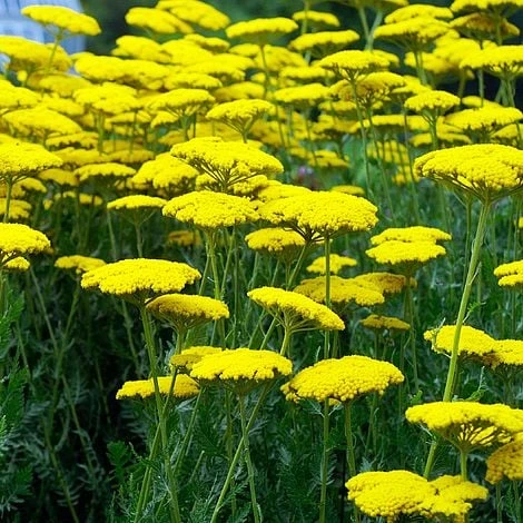 Achillea Filipendulina 'Coronation Gold' 1 Achillea Filipendulina 'Coronation Gold'