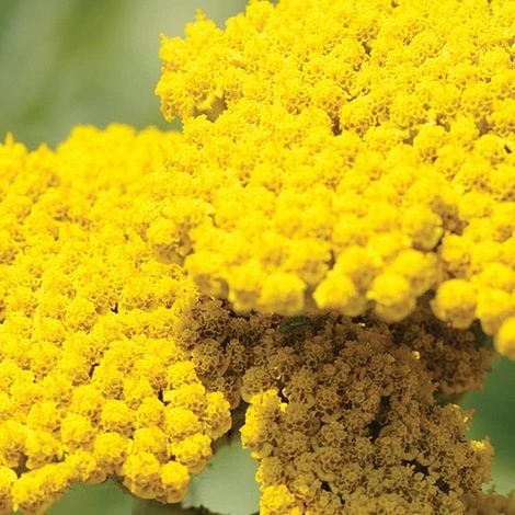 Achillea Filipendulina 'Coronation Gold' 2 Achillea Filipendulina 'Coronation Gold' - Image 2