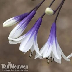 Agapanthus 'Fireworks' -Fresh Planty Shop AGA FIRE B