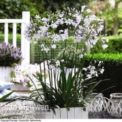 Agapanthus 'Twister' -Fresh Planty Shop AGAP V63766 C
