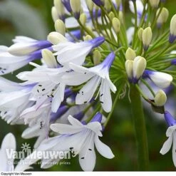 Agapanthus 'Twister' -Fresh Planty Shop AGAP V63766 D