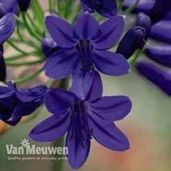 Agapanthus 'Flower Of Love' -Fresh Planty Shop AGAP V72561 B