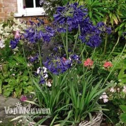 Agapanthus 'Flower Of Love' -Fresh Planty Shop AGAP V72561 D