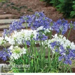 Agapanthus 'Ever White' -Fresh Planty Shop AGAP VKA3941 B