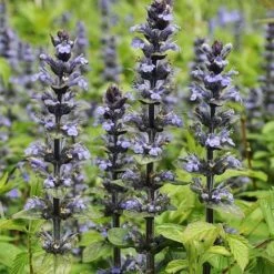 Ajuga Reptans 'Catlins Giant'