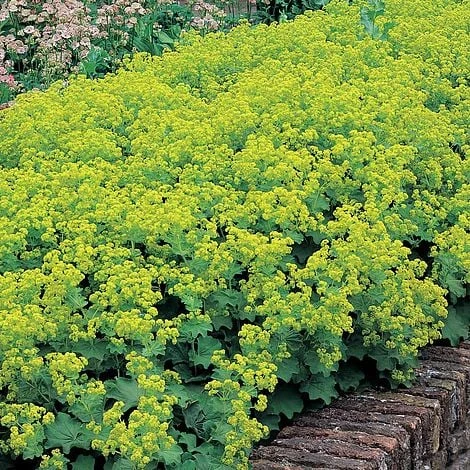 Alchemilla Mollis 'Thriller' 1 Alchemilla Mollis 'Thriller'