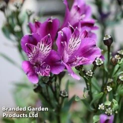 Alstroemeria 'Butterfly Hybrids' -Fresh Planty Shop ALST BUTTERHYB L39298