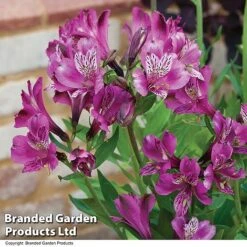 Alstroemeria 'Butterfly Hybrids' -Fresh Planty Shop ALST BUTTERHYB T19298