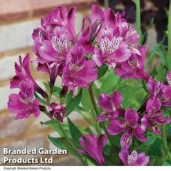 Alstroemeria 'Butterfly Hybrids' -Fresh Planty Shop ALST BUTTERHYB T19348
