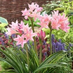 Amarcrinum Memoria-corsii 'Howardii' 7 Amarcrinum Memoria-corsii 'Howardii' -Fresh Planty Shop AMAR V57485 A h