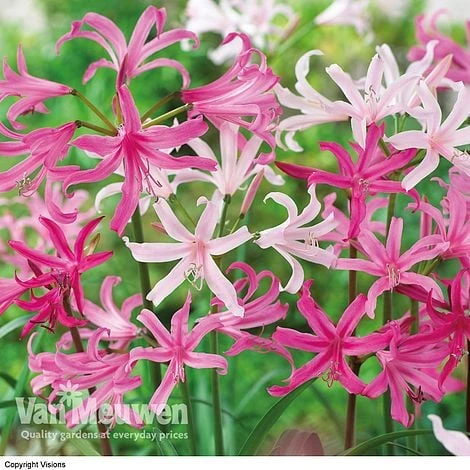 Amarine 'BellaDiva Mixed' 1 Amarine 'BellaDiva Mixed'