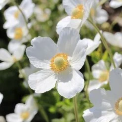 Anemone Sylvestris