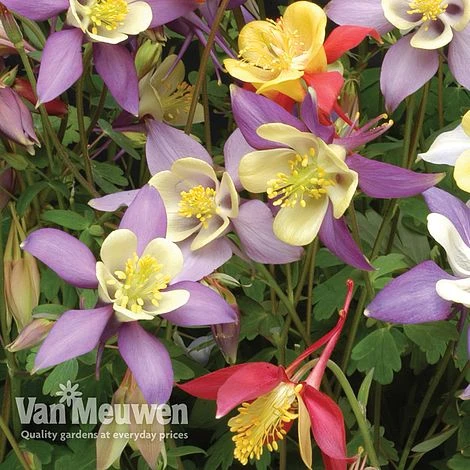 Aquilegia Caerulea 'Mrs Scott-Elliott' (Garden Ready) 2 Aquilegia Caerulea 'Mrs Scott-Elliott' (Garden Ready) - Image 2