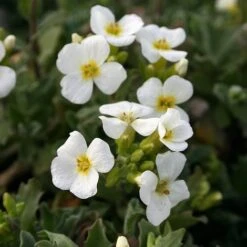 Arabis Caucasica 'Pixie Cream'