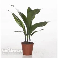 Aspidistra Elatior (House Plant) 7 Aspidistra Elatior (House Plant) -Fresh Planty Shop ASPI VKA2850 A