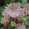 Astrantia Major 'Roma'