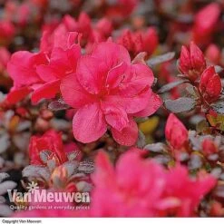 Azalea 'Dwarf Collection' -Fresh Planty Shop AZAL V53136 B