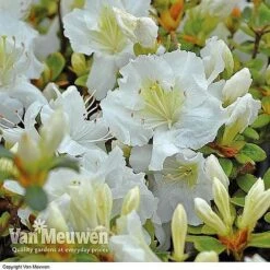 Azalea 'Dwarf Collection' -Fresh Planty Shop AZAL V53136 C