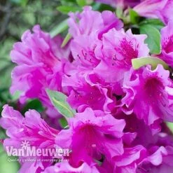 Azalea 'Dwarf Collection' -Fresh Planty Shop AZAL V53136 D