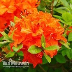 Azalea 'Dwarf Collection' -Fresh Planty Shop AZAL V53136 E