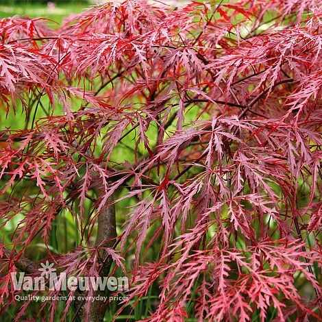 Acer Palmatum Var. Dissectum 'Rubrum' 4 Acer Palmatum Var. Dissectum 'Rubrum' - Image 4