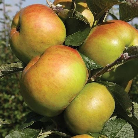 Apple Bramleys Seedling 2 Apple Bramleys Seedling - Image 2