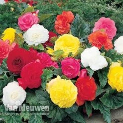 Begonia 'Double Flowered Mixed' -Fresh Planty Shop BEGO 12544 A