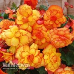 Begonia 'Cascading Fireball' -Fresh Planty Shop BEGO 69301 C