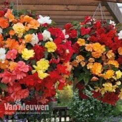 Begonia 'Illumination Mixed' -Fresh Planty Shop BEGO P86758 B