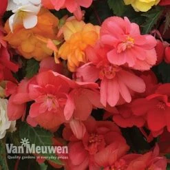 Begonia 'Illumination Mixed' -Fresh Planty Shop BEGO P86758 C