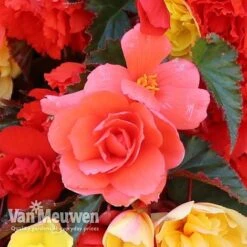 Begonia 'Illumination Mixed' -Fresh Planty Shop BEGO P86758 D