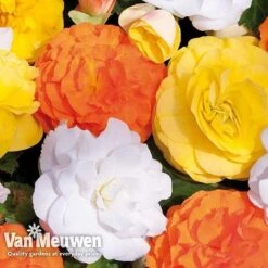 Begonia 'Nonstop Citrus Mix' -Fresh Planty Shop BEGO V48976 C