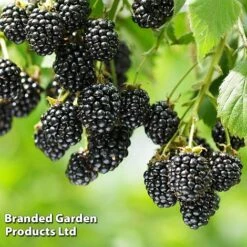 Blackberry 'Black Cascade' -Fresh Planty Shop BLAC BLACKCASC L38071