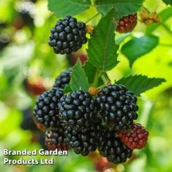 Blackberry 'Black Cascade' -Fresh Planty Shop BLAC BLACKCASC L38072