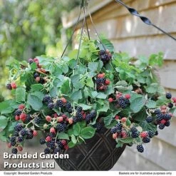 Blackberry 'Black Cascade' -Fresh Planty Shop BLAC BLACKCASC T11897