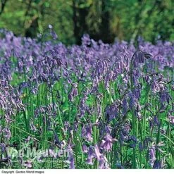 English Bluebells -Fresh Planty Shop BLUE 26750 D