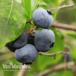 Blueberry 'Full Season Collection' -Fresh Planty Shop BLUE V45268P D