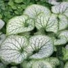 Brunnera Macrophylla 'Jack Frost'