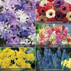 Fresh Planty Shop -Fresh Planty Shop BULB V68514 A h