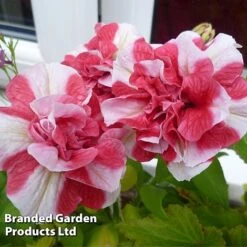 Petunia 'Cherry Ripple' (Tumbelina Series) -Fresh Planty Shop BrandedGP Copyright Image cherry3