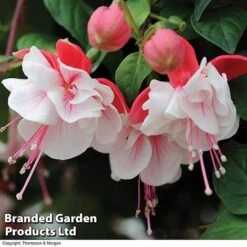 Fuchsia 'Swingtime' -Fresh Planty Shop BrandedGP Copyright Image swingtime3
