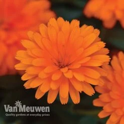Calendula 'Power Daisy' Collection -Fresh Planty Shop CALE VKA1013 C