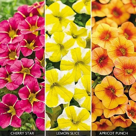Calibrachoa 'Fruities Collection' 1 Calibrachoa 'Fruities Collection'