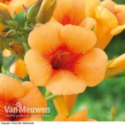 Campsis X Tagliabuana 'Indian Summer' 7 Campsis X Tagliabuana 'Indian Summer' -Fresh Planty Shop CAMP V63780 F