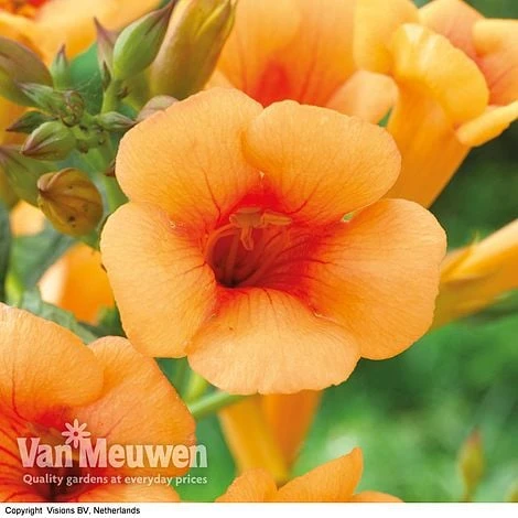 Campsis X Tagliabuana 'Indian Summer' 3 Campsis X Tagliabuana 'Indian Summer' - Image 3